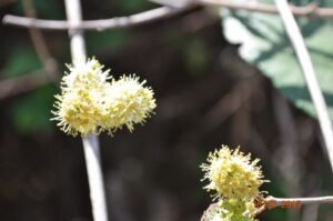 Combretum latifolium (5)