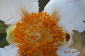 Gordonia obtusa Wall.ex Wight &amp; Arn (8)