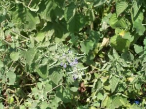 Hyptis suaveolens (2)