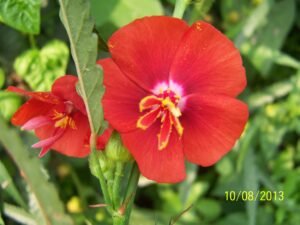 Pantapets phoenicea (2)