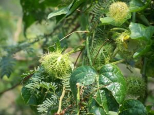 Passiflora foetida var. foetida (3)