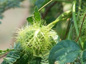 Passiflora foetida var. foetida (4)
