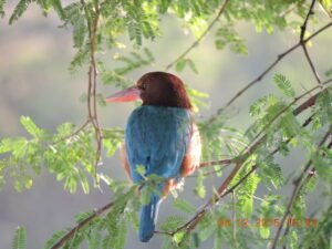 White throted King fisher (5)