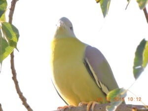 Yewllow footed green Pigeion (9)